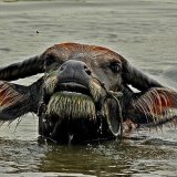 Le buffle d'eau peut peser jusqu'à 1200 kg et mesurer environ 2,5 m de long (archives).